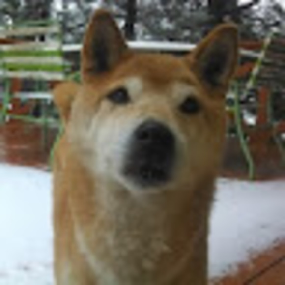 Meet your Posher, Clara - Picture 1 of 1